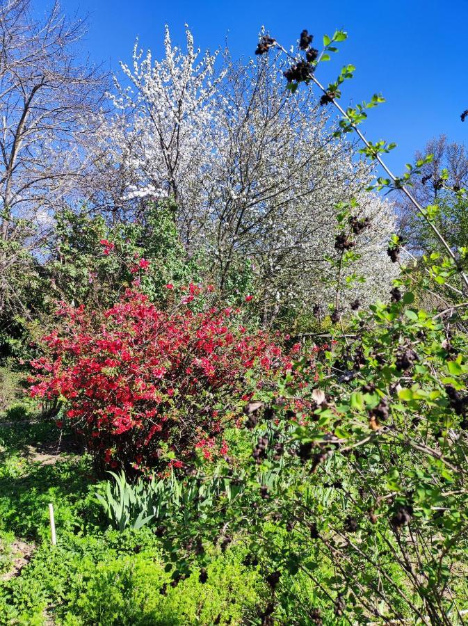 Il Giardino Del Gallo Cherasco Eksteriør bilde