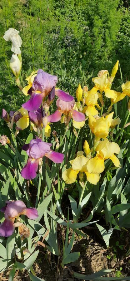 Il Giardino Del Gallo Cherasco Eksteriør bilde
