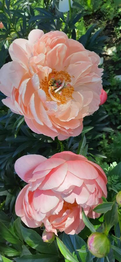 Il Giardino Del Gallo Cherasco Eksteriør bilde