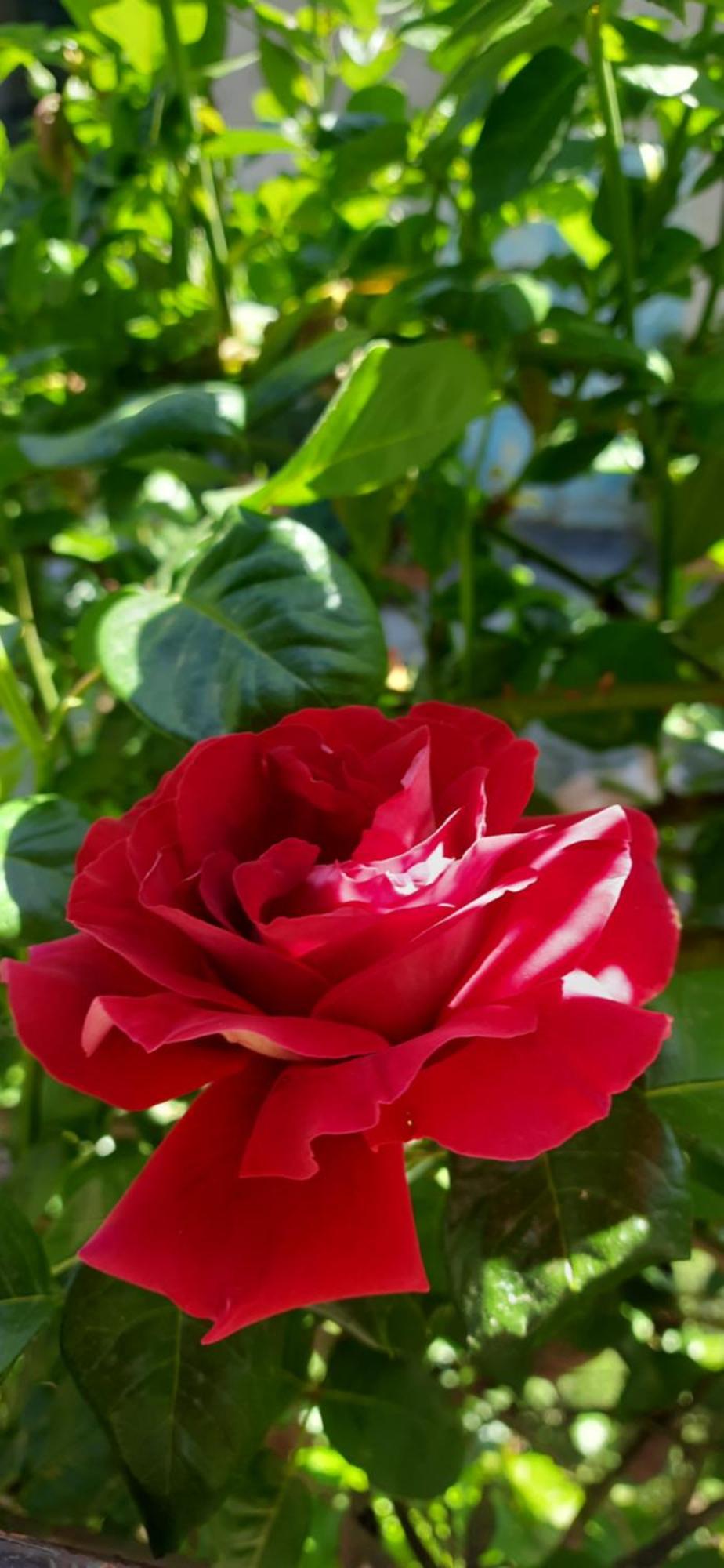 Il Giardino Del Gallo Cherasco Eksteriør bilde