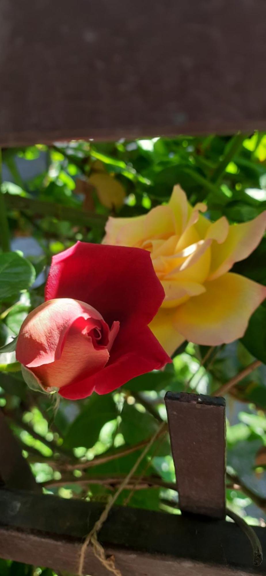 Il Giardino Del Gallo Cherasco Eksteriør bilde