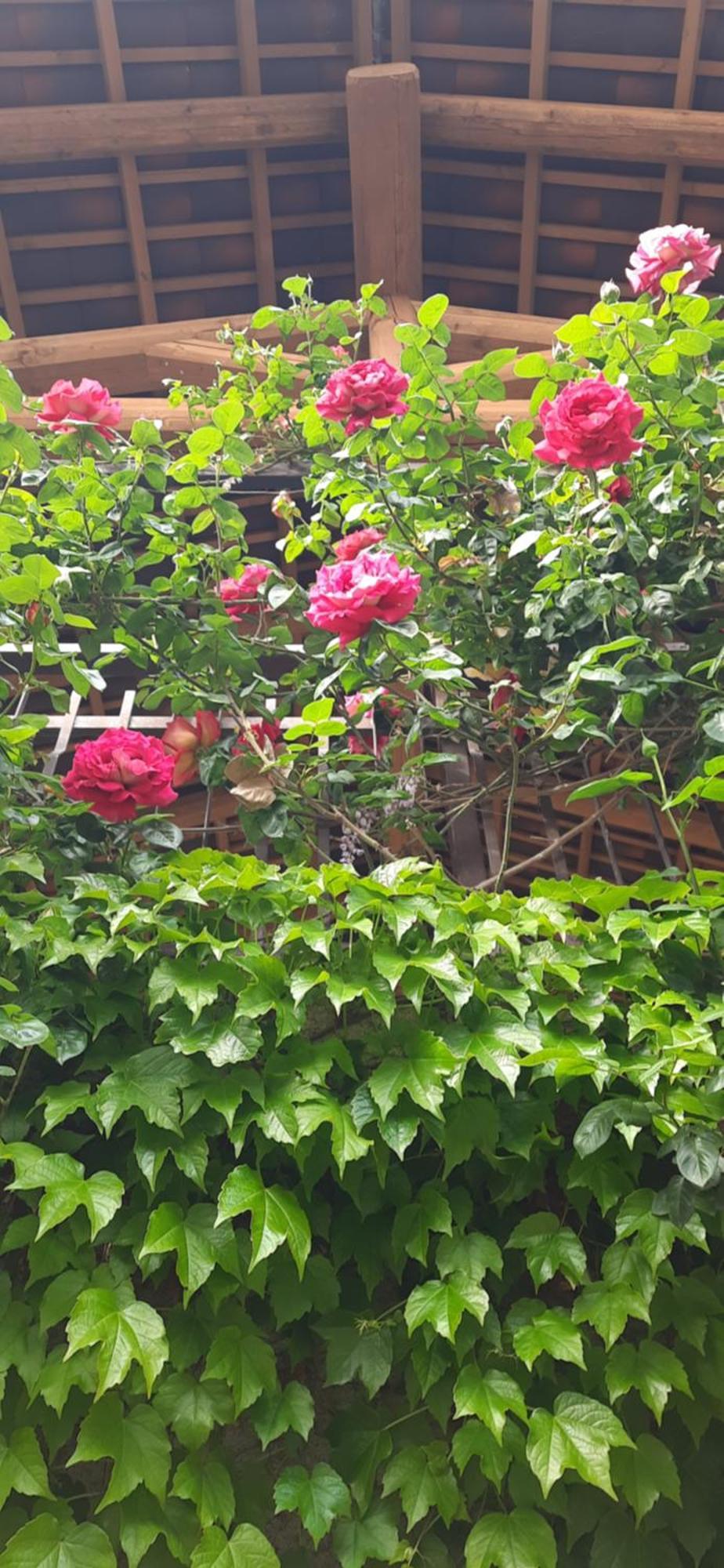 Il Giardino Del Gallo Cherasco Eksteriør bilde